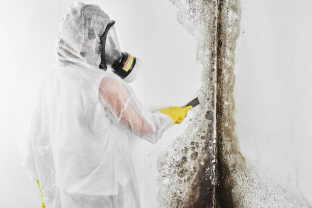 Best Mold Removal Process  in Tn Lakes, WI