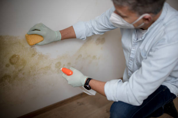 Mold Testing and Removal in Twin Lakes, WI