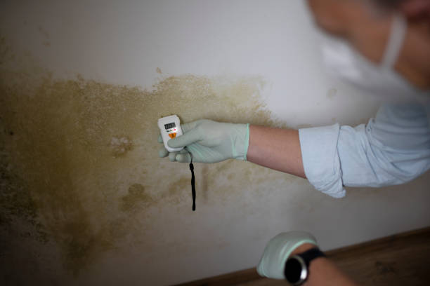 Best Professional Mold Removal  in Tn Lakes, WI