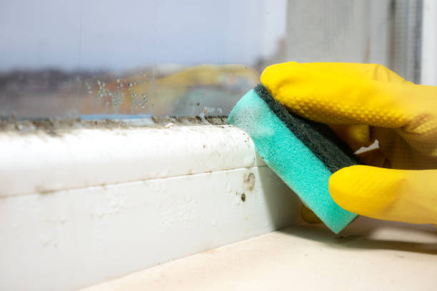 Best Mold Removal Company Near Me  in Tn Lakes, WI