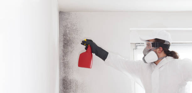 Certified Mold Removal in Twin Lakes, WI