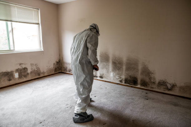 Best Attic Mold Removal  in Tn Lakes, WI