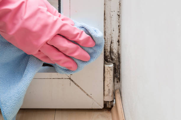Best Mold Damage Repair  in Tn Lakes, WI